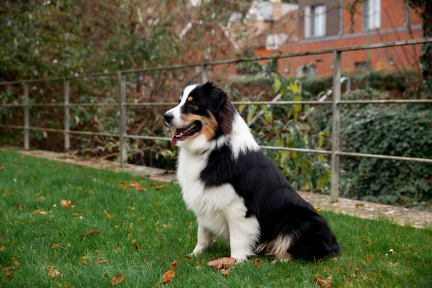 Top 10 Smartest Dog Breeds-Border Collie