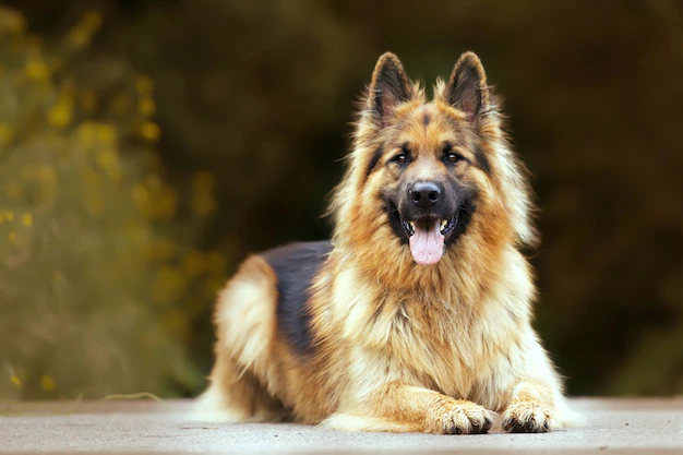 Top 10 Smartest Dog Breeds-German Shepherd