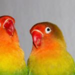 Do Parakeet Talk? How to train a Parakeet