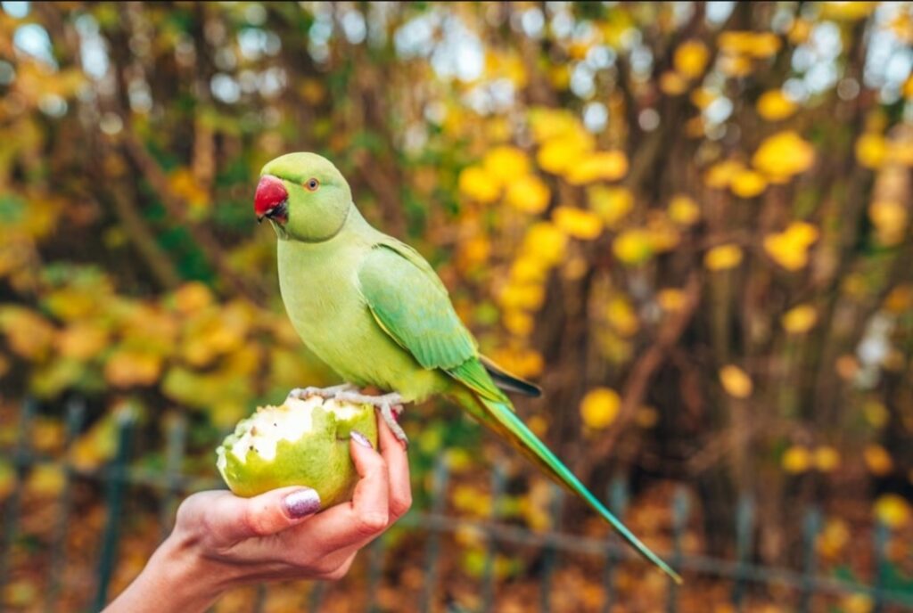 Do Parakeet Talk? How to train a Parakeet- green parakeet