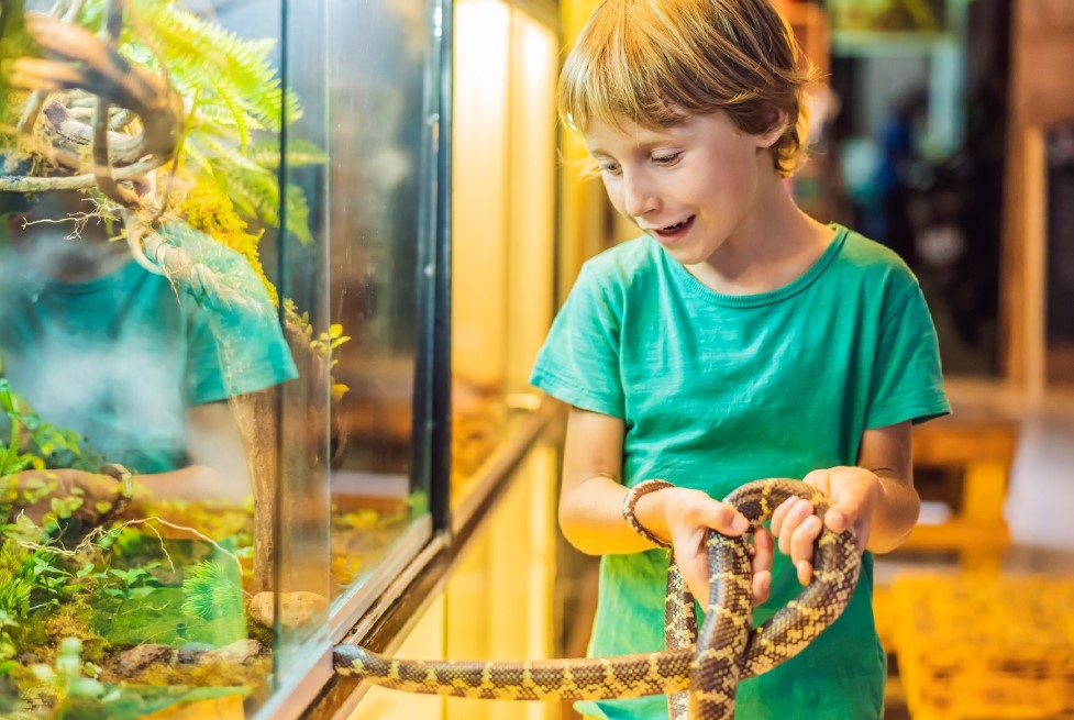 Pet Snake Species-aboutpetscare