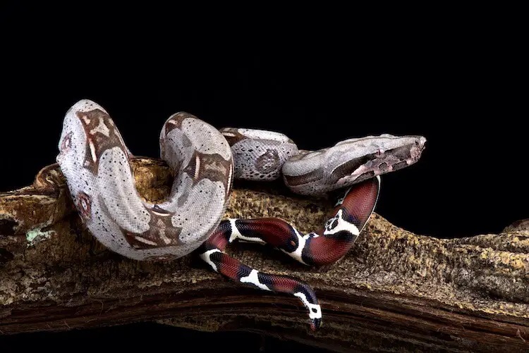 The Red-tailed Boa snake-aboutpetscare