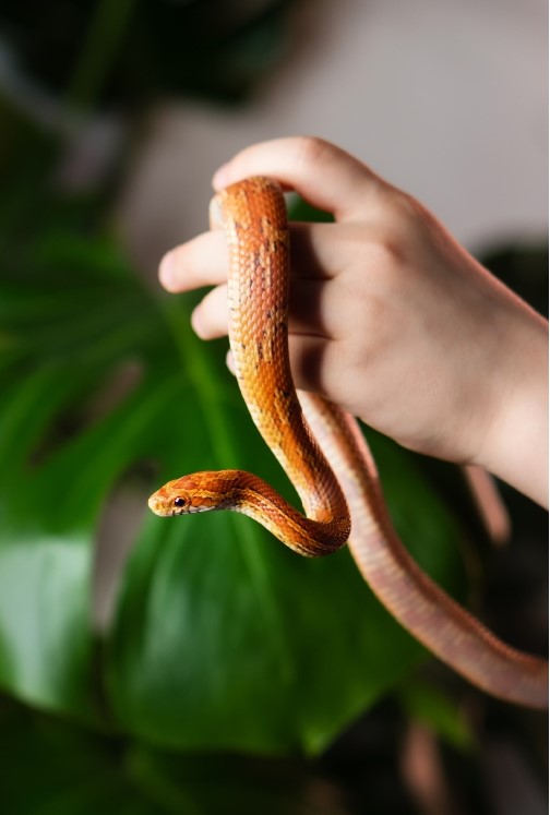 The Corn Snake-aboutpetscare 