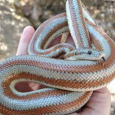 The Rosy Boa snake-aboutpetscare