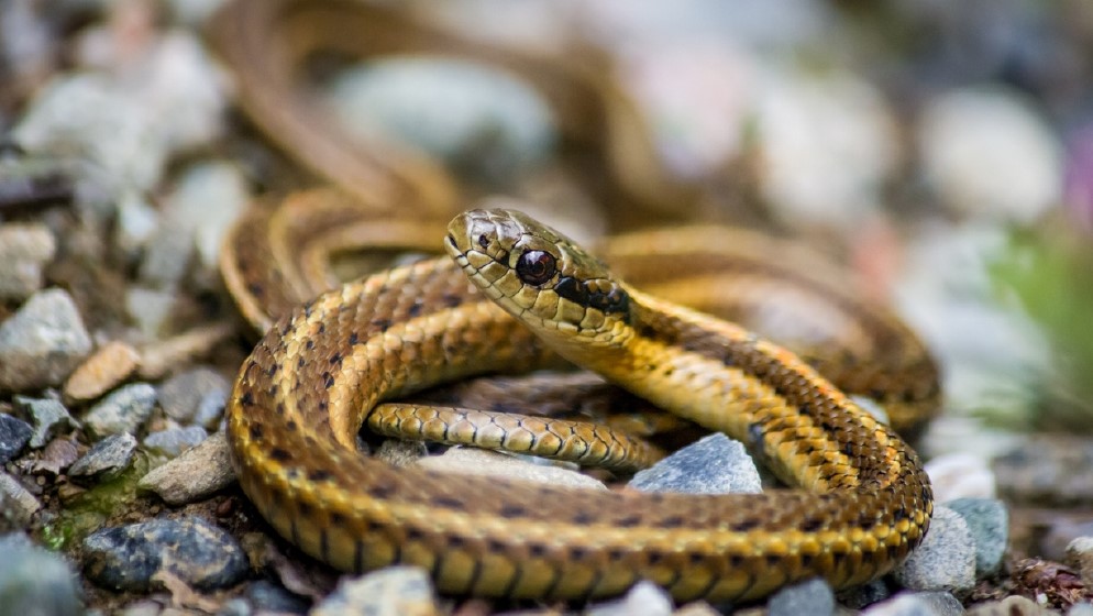 The Garter Snake-aboutpetscare 