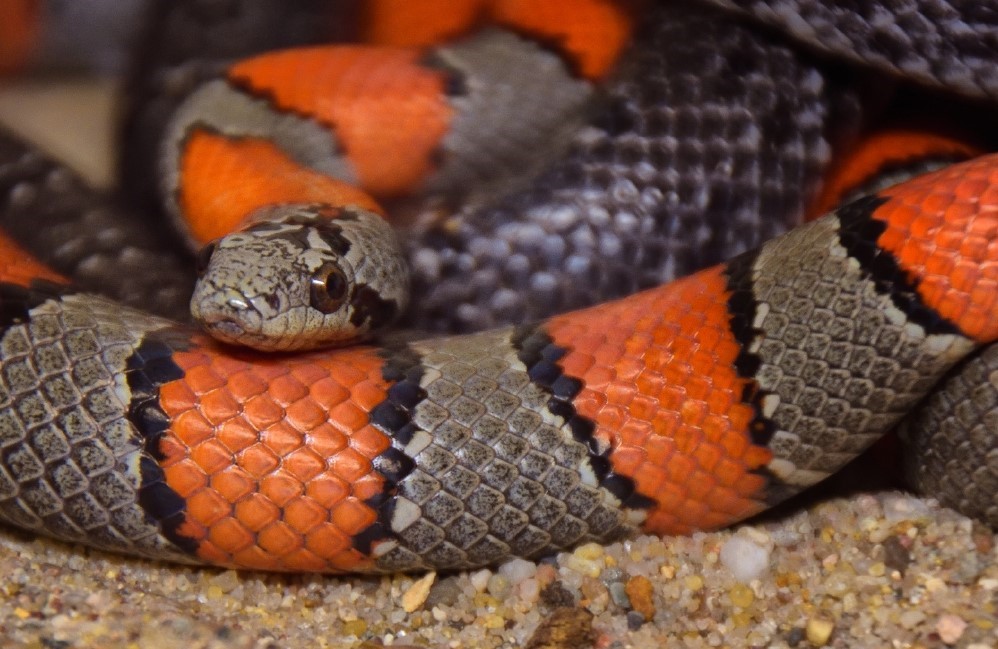 The King Snake-aboutpetscare