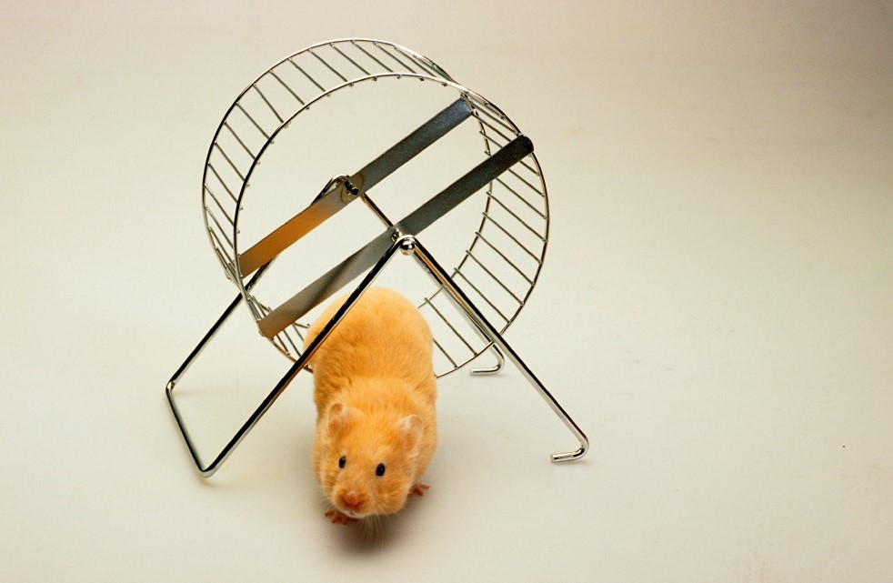 Fun games for hamsters-aboutpetscare