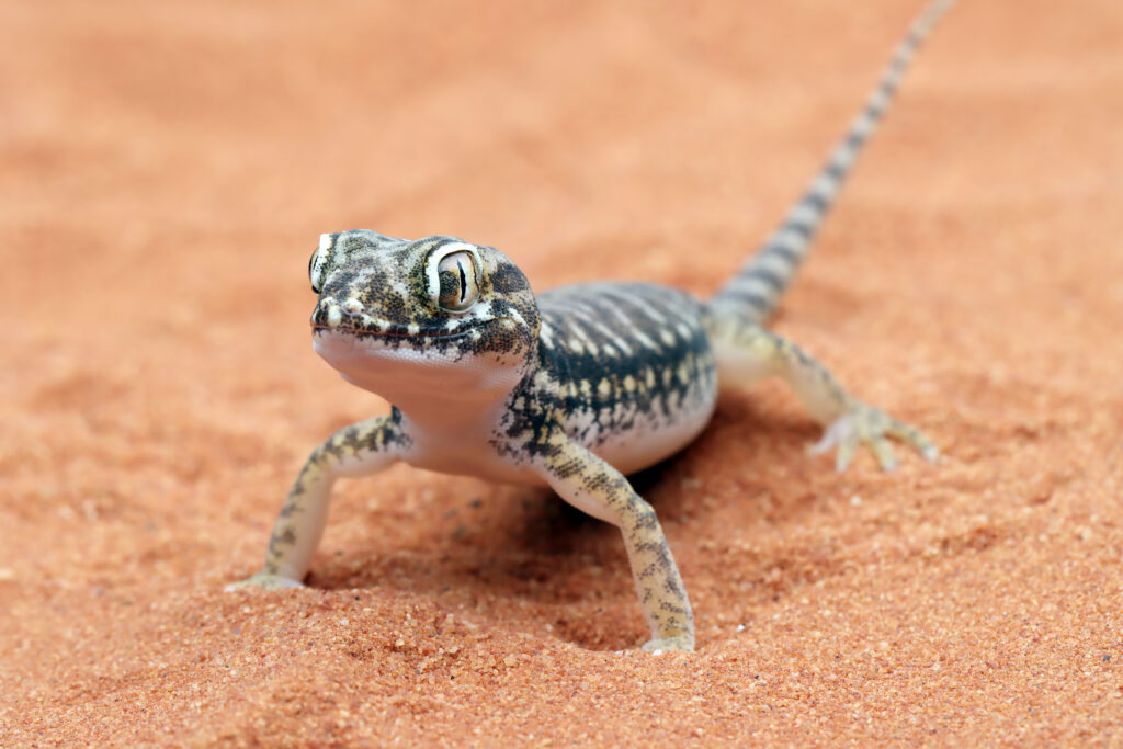 Understanding Reptile Behavior