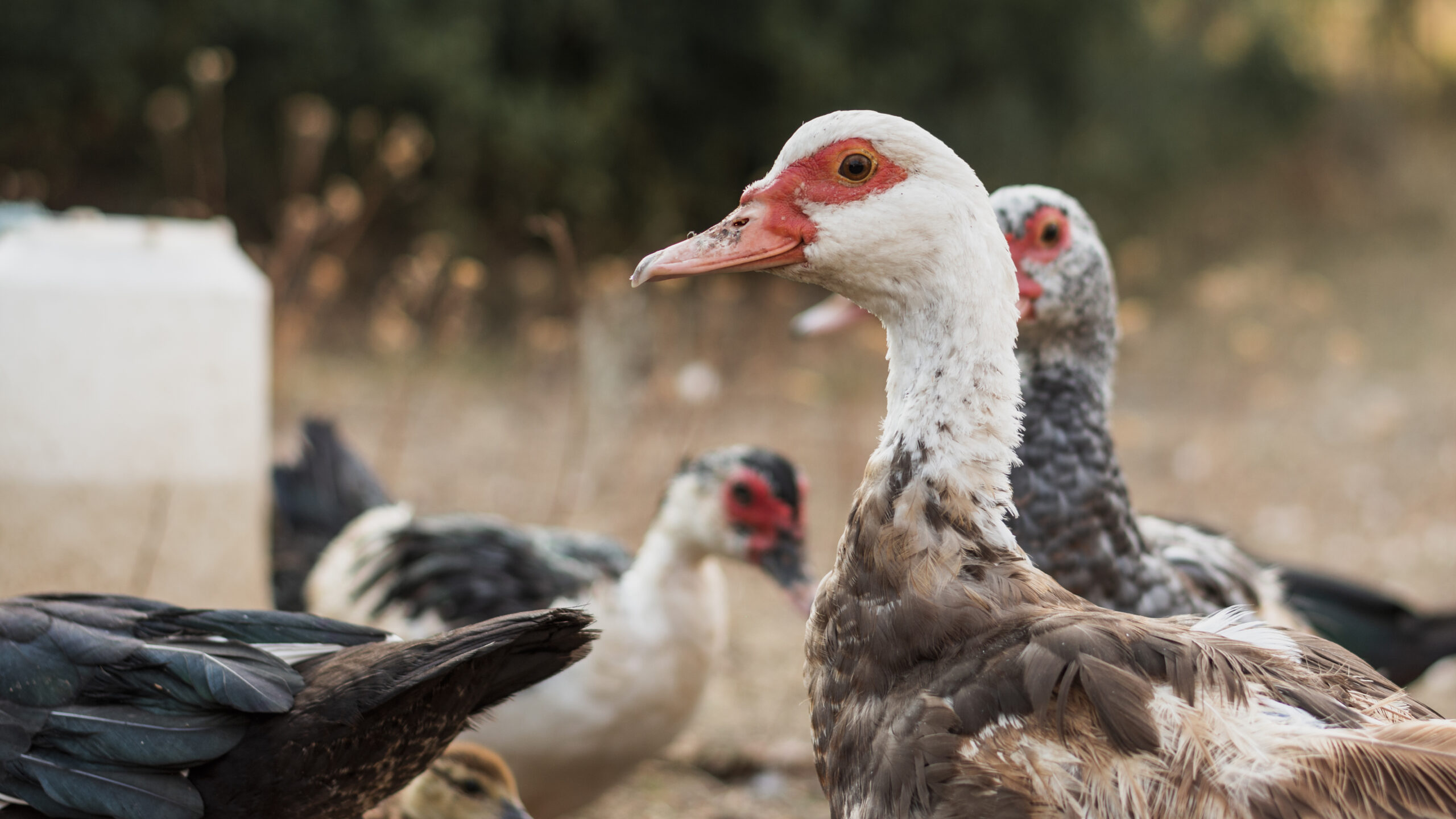 duck breeds