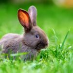 Rabbit Breeds: Which One Is Right for You?