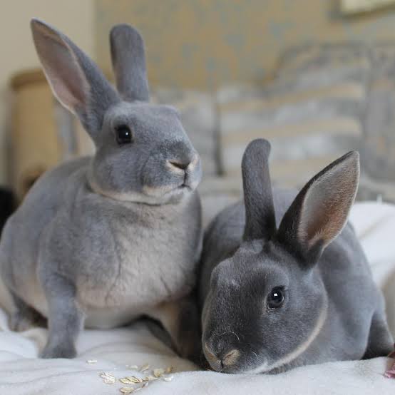 mini rex-aboutpetscare