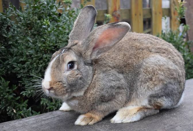 Flemish Giant-rabbit breeds