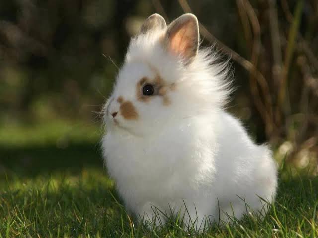 Lionhead-rabbit breeds 