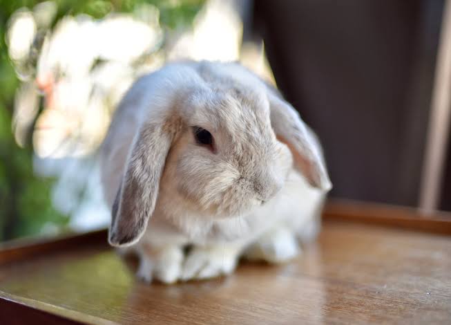 Holland Lop-rabbit breeds