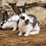 Popular Rabbit Breeds