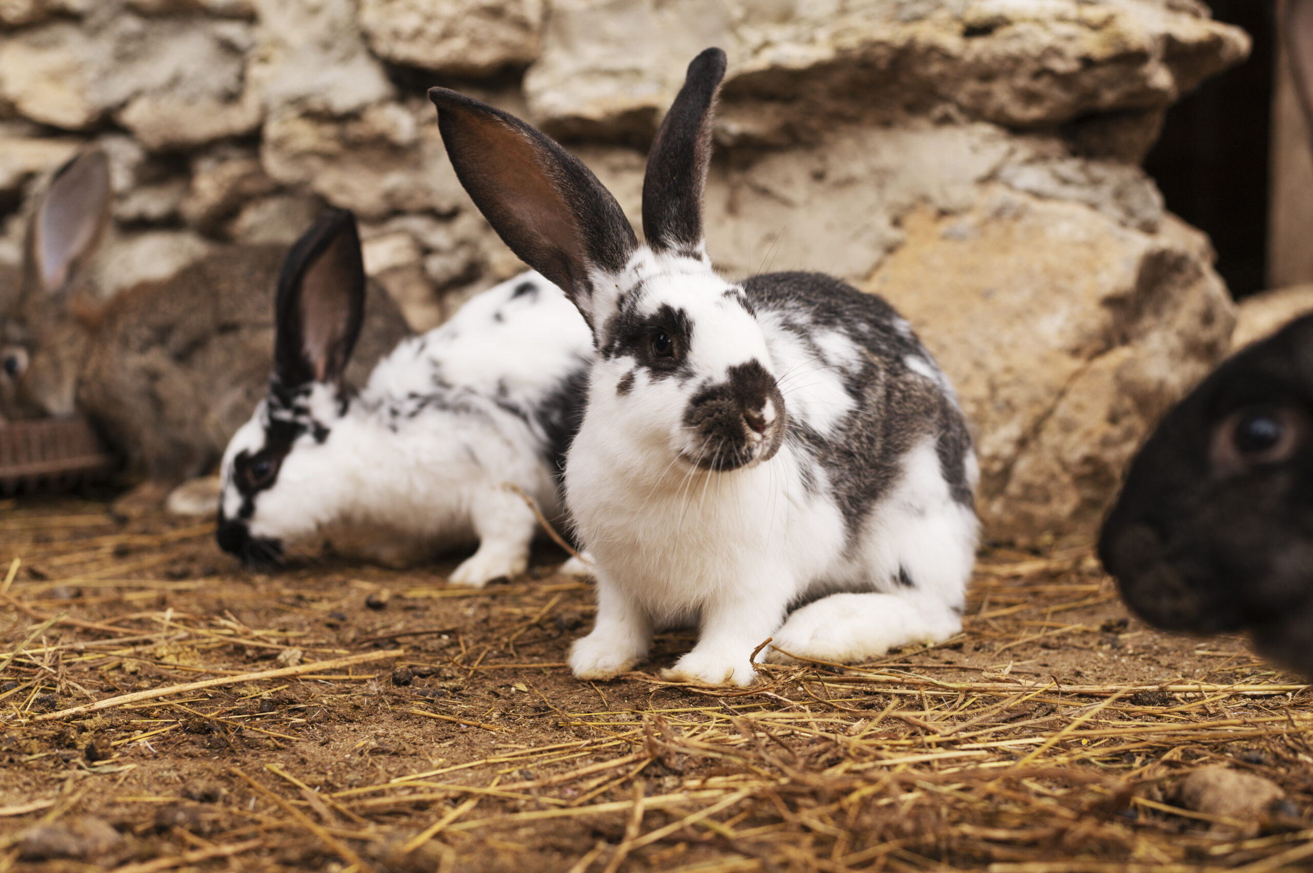 Rabbit Breeds-aboutpetscare