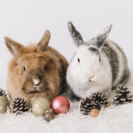 Rabbit Breeds: Which One Is Right for You?